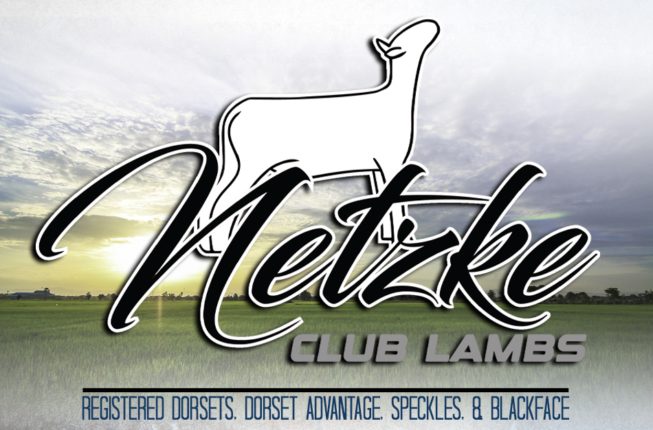 Netzke Club Lambs