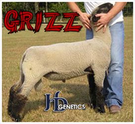 Grizz